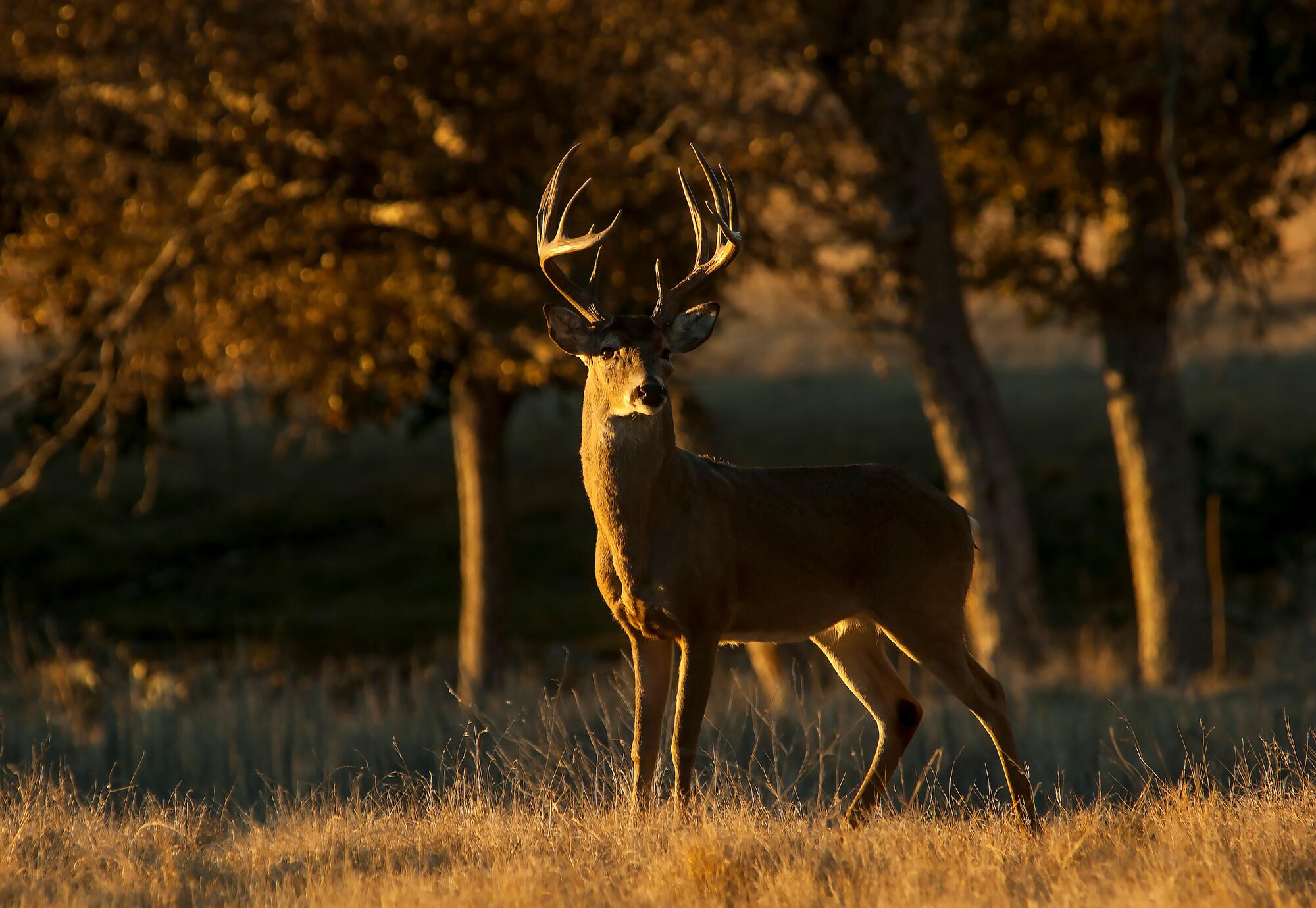 12 point buck